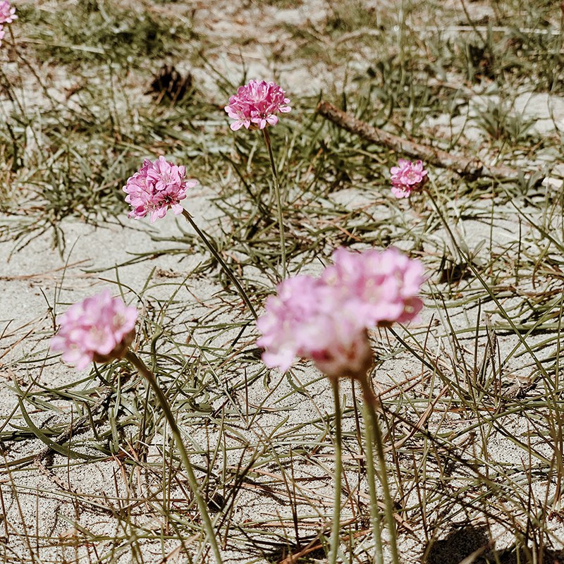 Lomsesanden Familiecamping8.jpg